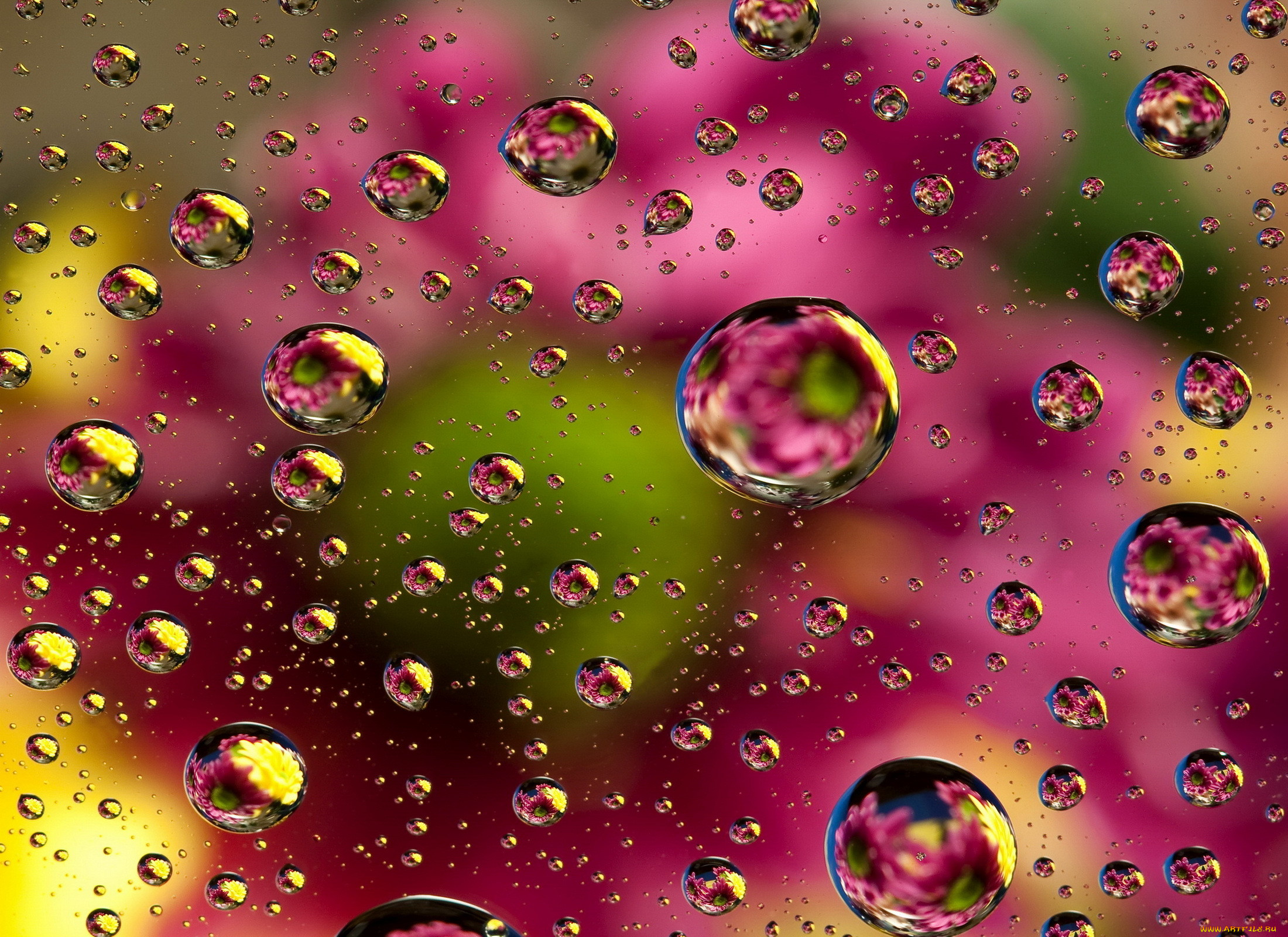 , ,  ,  , floral, colorful, , bubbles, background, colors, abstract, , 
